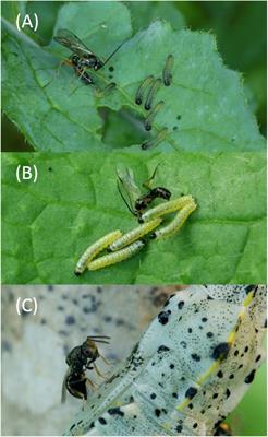 Floral Odors Can Interfere With the <mark class="highlighted">Foraging Behavior</mark> of Parasitoids Searching for Hosts